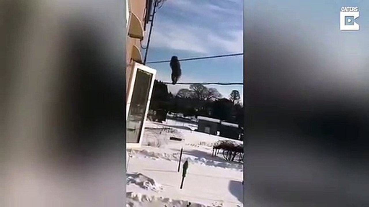 Singes en file indienne sur des câbles téléphoniques