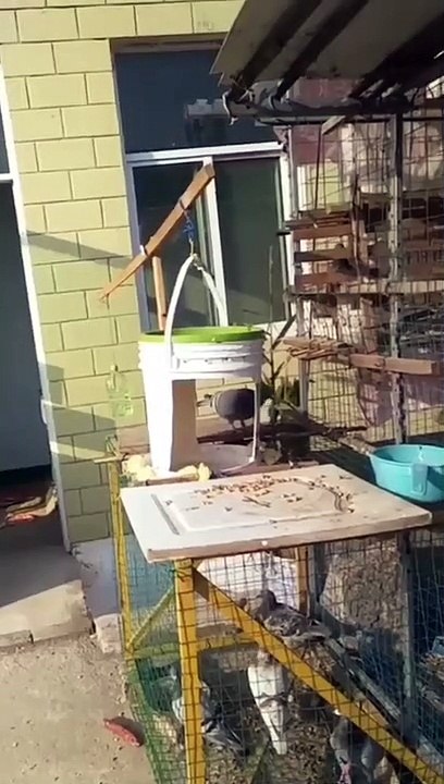 Piège à pigeons