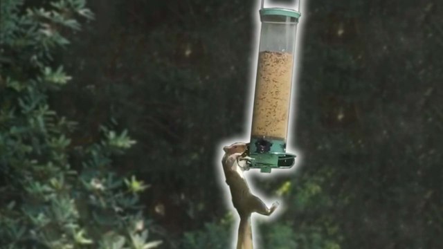 This Bird Feeder Hack Stop Squirrels From Stealing Bird Food