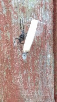 Quand les araignées se mettent à fumer des clopes... bizarre