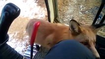 Un renard sauvage rend visite à un ouvrier... Pas timide l'animal