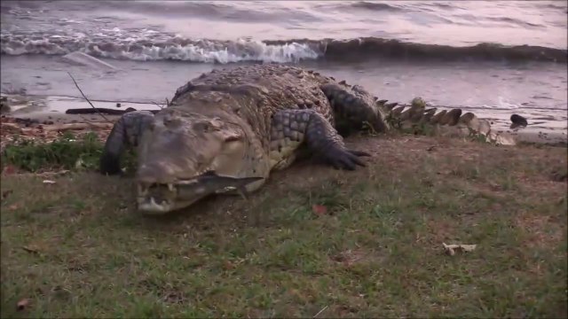 Ce russe s'amuse avec un crocodile sauvage de 5m... Dangereux