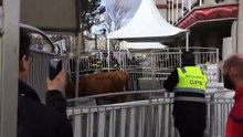 Salon de l'Agriculture : une vache en liberté se pavane