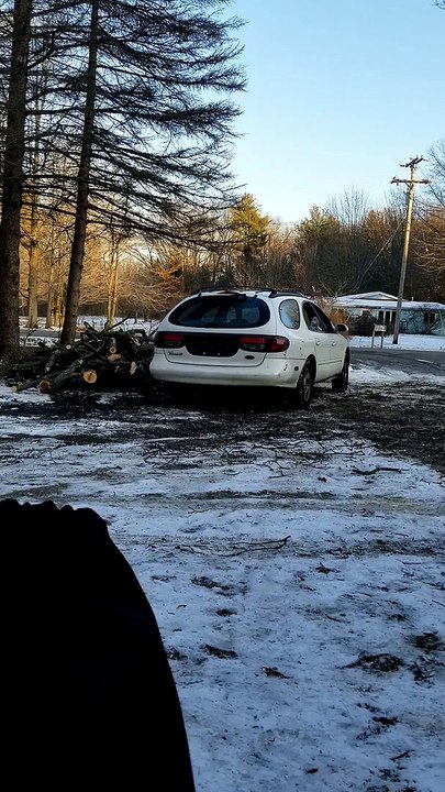 Car Pulverized by Falling Tree