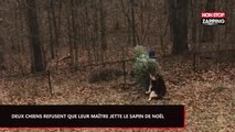 Deux chiens refusent que leur maître se débarrasse du sapin de noël, les images hilarantes (Vidéo)