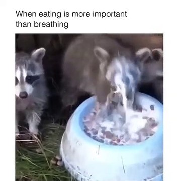 Голод не тётка...