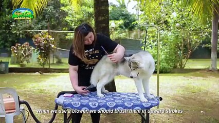 Alagang Magaling S11 EP1 - Pet Options