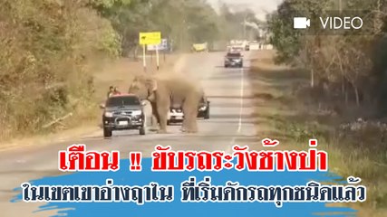 เตือน !! ขับรถระวังช้างป่า ที่เริ่มดักรถทุกชนิด ในเขตเขาอ่างฤาไน