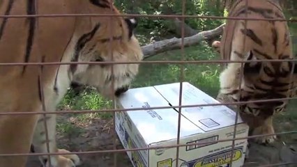 Big Cat Rescue - Lions Tigers Vs Boxes
