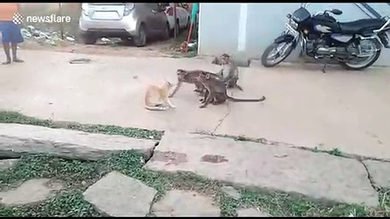 Cool cat sits unfazed as band of monkeys tries to engage it in friendly fight