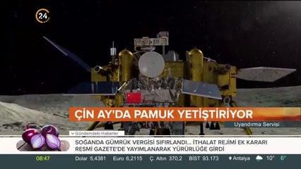 Pamuk tohumları filizlendi