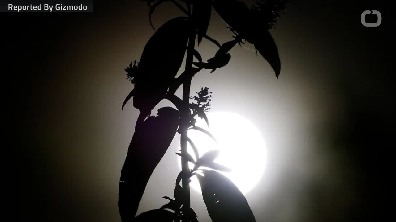 Seeds Have Sprouted on the Moon for the First Time