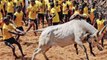 Jallikattu 2019 : Traditional Bull Taming Fest begins, WATCH VIDEO | Oneindia News