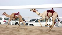 Camel race: Amazing event coming soon