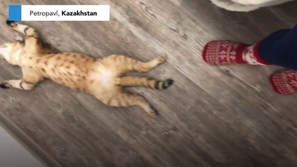 This cat should be left alone when napping