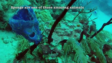 Divers investigate deadly scorpionfish & other amazing sea creatures