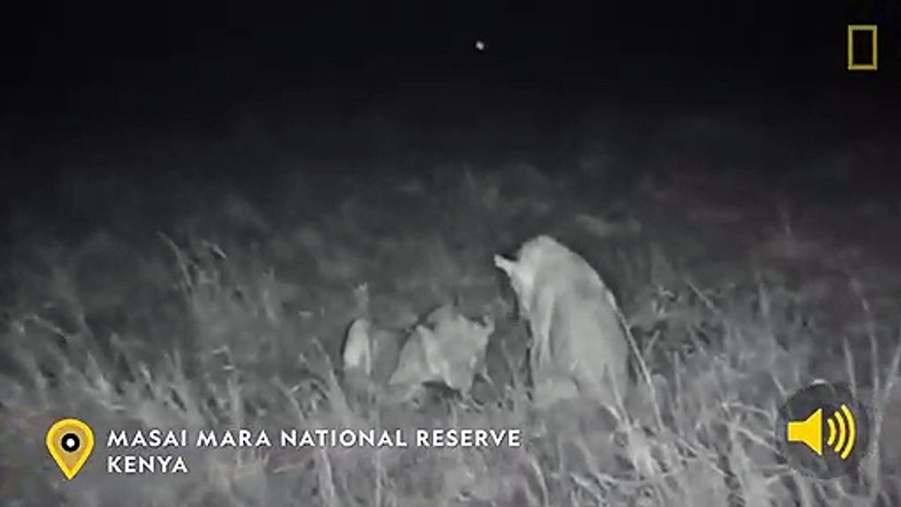 Lion 'plays soccer' with pangolin in rare video