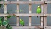Green Budgerigar Birds＠岡崎明晃