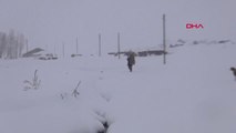 Bingöl Karlıova'da 2 Metreyi Bulan Kar, Hayvancılığı Zorlaştırıyor