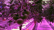 Ledle aydınlattıkları serada domates yetiştiriyorlar - ANTALYA