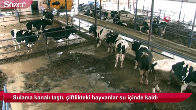 Sulama kanalı taştı, çiftlikteki hayvanlar su içinde kaldı