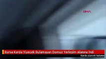 Bursa Karda Yiyecek Bulamayan Domuz Yerleşim Alanına İndi