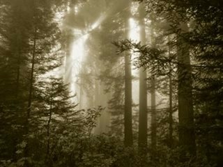 Shining - Låt Oss Ta Allt Från Varandra