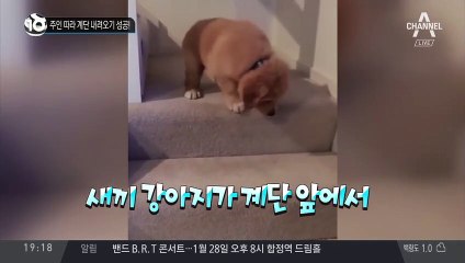 주인 따라 계단 내려오기 성공!