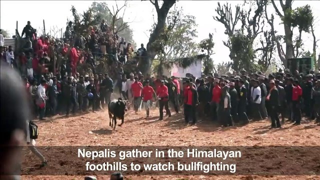 Nepalis watch bullfighting festival