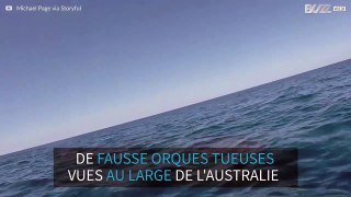 Plusieurs fausses orques tueuses vues au large de l'Australie