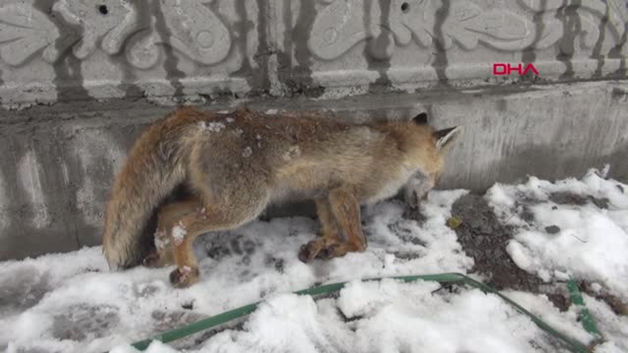 Sivas'ta Şehir Merkezinde Bir Tilki, Donmuş Halde Bulundu