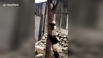 Concerned panda mum drags her baby down from tree