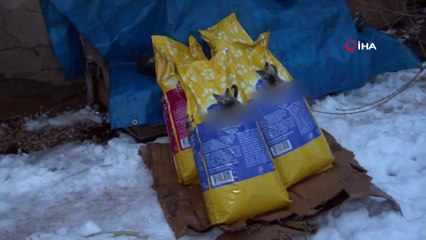 Evinde 58 Kediye Bakan Nuriye Teyzeye, Vali Kaldırım’dan Destek