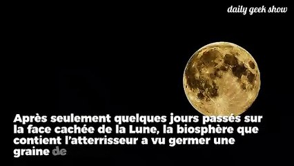 La première graine a poussé sur la Lune