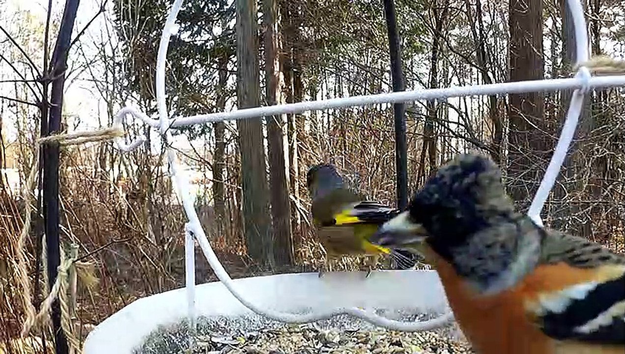 My restaurant, Turin, attracts a lot of customers.