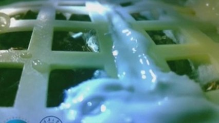 China consigue que una semilla de algodón brote en la Luna por primera vez