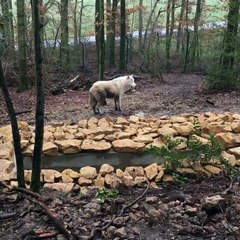 Yéti, un des deux loups blancs du Parc d'Argonne