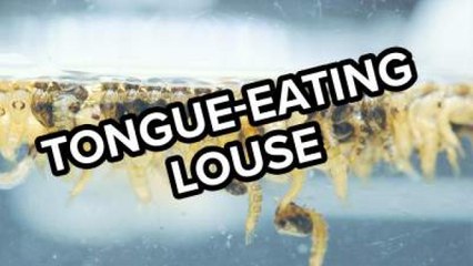 The Worst Human Parasites You Never Want To Have