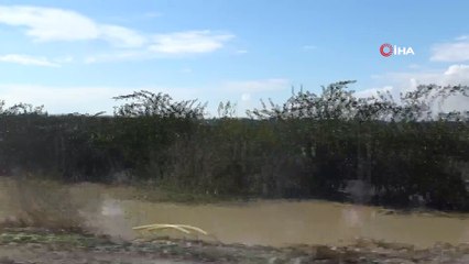 Mersin'de yağışlar ekili alanlara büyük zarar verdi