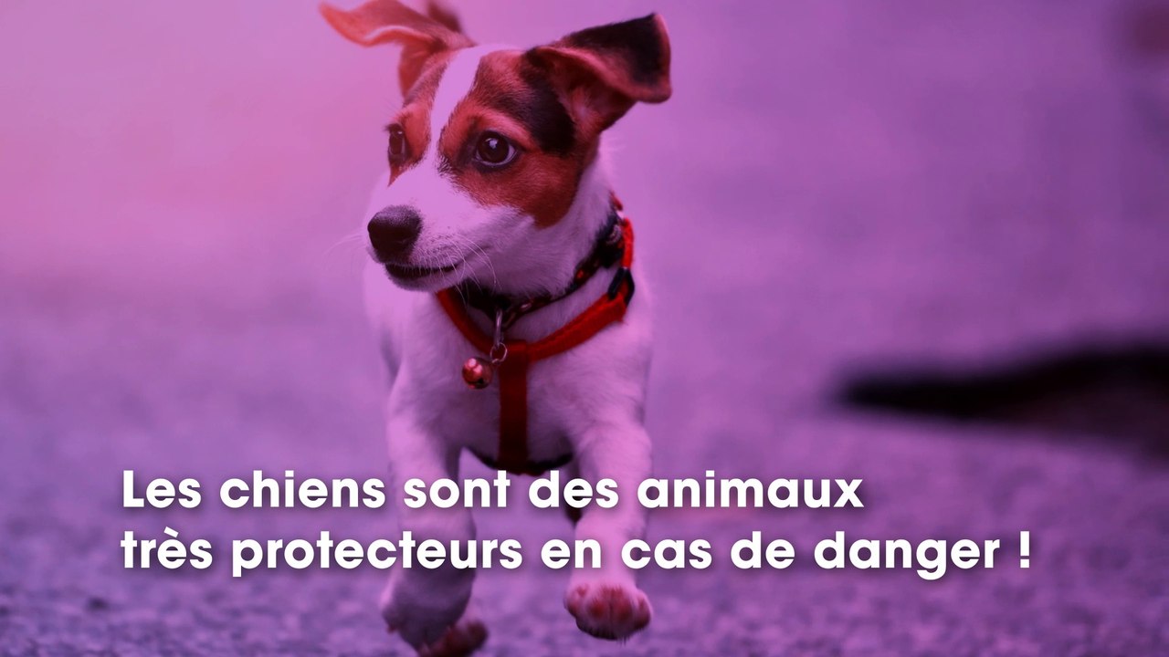 Ce petit chien fait fuir l’agresseur de cette femme, petit mais costaud !