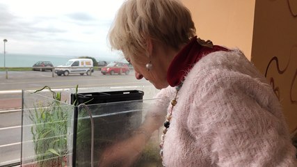 Deux petites grenouilles