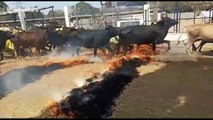 Farmers carry and drive livestock over burning field in fiery Hindu festival