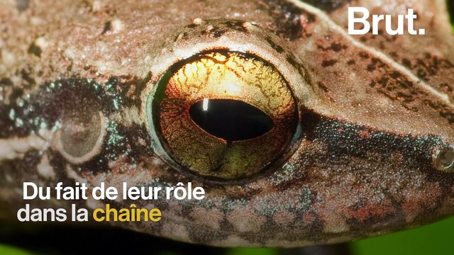 Les insectes décimés par le réchauffement climatique