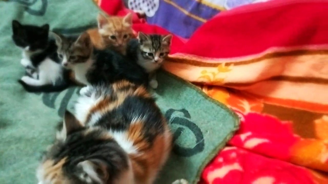 Adorable Twins Kitties Family Sitting Quietly Along With Mother On Bed