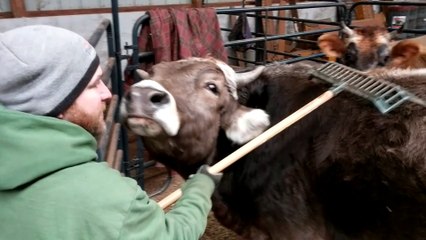 Steer Needs Rake for Proper Scratch Session