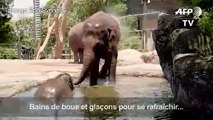 Australie: les animaux d'un zoo de Sydney combattent la canicule