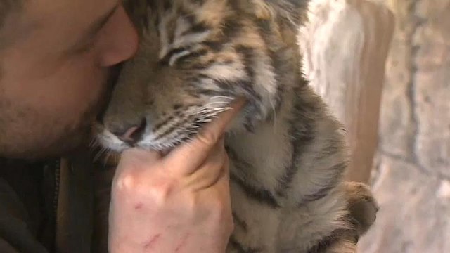 Клубничный тигрёнок