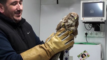 Soğuktan bitkin düşen atmaca koruma altına alındı - BARTIN