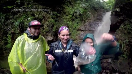 Rana Romeo de Bolivia encuentra Julieta, sólo falta Cupido