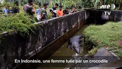 Indonésie: un crocodile apprivoisé tue une femme